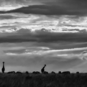 Edu Moreira - Silhuetas de girafas no Parque Nacional Serengeti - Tanzânia