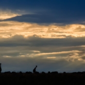<i class="fa fa-photo orange1" aria-hidden="true"></i> Girafas no horizonte (Parque Nacional de Serengeti, Tanzânia). / <em>Giraffes on the horizon (Serengeti National Park, Tanzania).</em> Edu Moreira - Tanzânia