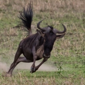 <i class="fa fa-photo orange1" aria-hidden="true"></i> Gnu (Parque Nacional de Serengeti, Tanzânia). / <em>Wildebeest (Serengeti National Park, Tanzania).</em> Edu Moreira - Tanzânia