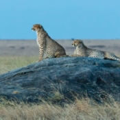 <i class="fa fa-photo orange1" aria-hidden="true"></i> Guepardos (Parque Nacional de Serengeti, Tanzânia). / <em>Cheetahs (Serengeti National Park, Tanzania).</em> Edu Moreira - Tanzânia