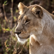 <i class="fa fa-photo orange1" aria-hidden="true"></i> Leoa (Parque Nacional de Serengeti, Tanzânia). / <em>Lioness (Serengeti National Park, Tanzania).</em> Edu Moreira - Tanzânia
