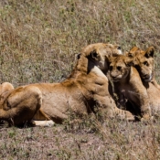 <i class="fa fa-photo orange1" aria-hidden="true"></i> Leoa e filhotes (Parque Nacional de Serengeti, Tanzânia). / <em>Lioness and cubs (Serengeti National Park, Tanzania).</em> Edu Moreira - Tanzânia