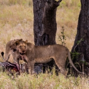<i class="fa fa-photo orange1" aria-hidden="true"></i> Uma zebra de almoço (Parque Nacional de Serengeti, Tanzânia). / <em>A zebra for lunch (Serengeti National Park, Tanzania).</em> Edu Moreira - Tanzânia