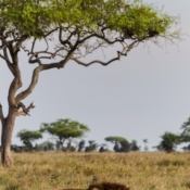 <i class="fa fa-photo orange1" aria-hidden="true"></i> Leões (Parque Nacional de Serengeti, Tanzânia). / <em>Lions (Serengeti National Park, Tanzania).</em> Edu Moreira - Tanzânia