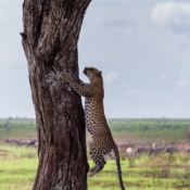 <i class="fa fa-photo orange1" aria-hidden="true"></i> Momento decisivo do leopardo (Parque Nacional de Serengeti, Tanzânia). / <em>Leopard's decisive moment (Serengeti National Park, Tanzania).</em> Edu Moreira - Tanzânia