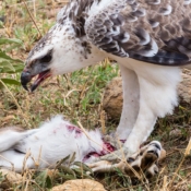 <i class="fa fa-photo orange1" aria-hidden="true"></i> A morte vem do céu através de uma águia belicosa (Parque Nacional de Serengeti, Tanzânia). / <em>The death comes from the sky through a martial eagle (Serengeti National Park, Tanzania).</em> Edu Moreira - Tanzânia