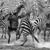 Edu Moreira - Período de reprodução das zebras no Parque Nacional Serengeti - Tanzânia