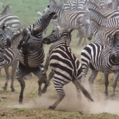 <i class="fa fa-photo orange1" aria-hidden="true"></i> Testosterona: zebras lutando (Parque Nacional de Serengeti, Tanzânia). / <em>Testosterone: zebras fighting (Serengeti National Park, Tanzania).</em> Edu Moreira - Tanzânia