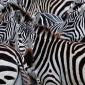 <i class="fa fa-photo orange1" aria-hidden="true"></i> Vertigem: uma zebra perto da outra (Parque Nacional de Serengeti, Tanzânia). / <em>Vertigo: one zebra close to the other (Serengeti National Park, Tanzania).</em> Edu Moreira - Tanzânia