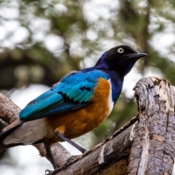 <i class="fa fa-photo orange1" aria-hidden="true"></i> Estorninho-de-Hildebrandt (Parque Nacional de Tarangire, Tanzânia). / <em>Hildebrandt Starling (Tarangire National Park, Tanzania).</em> Edu Moreira - Tanzânia
