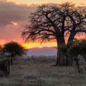 <i class="fa fa-photo orange1" aria-hidden="true"></i> Pôr de sol e baobá (Parque Nacional de Tarangire, Tanzânia). / <em>Sunset and baoba (Tarangire National Park, Tanzania).</em> Edu Moreira - Tanzânia
