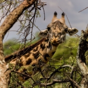 <i class="fa fa-photo orange1" aria-hidden="true"></i> Girafa (Parque Nacional de Tarangire, Tanzânia). / <em>Giraffe (Tarangire National Park, Tanzania).</em> Edu Moreira - Tanzânia