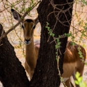 <i class="fa fa-photo orange1" aria-hidden="true"></i> Impala (Parque Nacional de Tarangire, Tanzânia). / <em>Impala (Tarangire National Park, Tanzania).</em> Edu Moreira - Tanzânia