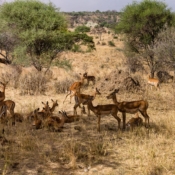 <i class="fa fa-photo orange1" aria-hidden="true"></i> Panorama de impalas buscando a sombra (Parque Nacional de Tarangire, Tanzânia). / <em>Impalas looking for shade panorama (Tarangire National Park, Tanzania).</em> Edu Moreira - Tanzânia
