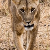 <i class="fa fa-photo orange1" aria-hidden="true"></i> Leoa (Parque Nacional de Tarangire, Tanzânia). / <em>Lioness (Tarangire National Park, Tanzania).</em> Edu Moreira - Tanzânia