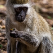 <i class="fa fa-photo orange1" aria-hidden="true"></i> Macaco vervet da cara preta (Parque Nacional de Tarangire, Tanzânia). / <em>Black faced vervet monkey (Tarangire National Park, Tanzania).</em> Edu Moreira - Tanzânia