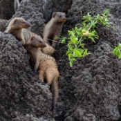<i class="fa fa-photo orange1" aria-hidden="true"></i> Mangusto (Parque Nacional de Tarangire, Tanzânia). / <em>Mongoose (Tarangire National Park, Tanzania).</em> Edu Moreira - Tanzânia